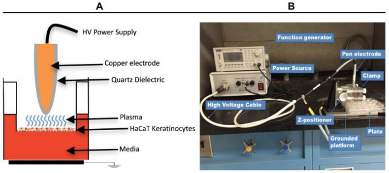 Truong et al., Apical Application of Nanosecond-Pulsed Dielectric Barrier Discharge Plasma Causes the Basolateral Release of Adenosine Triphosphate as a Damage-Associated Molecular Pattern from Polarized HaCaT Cells.