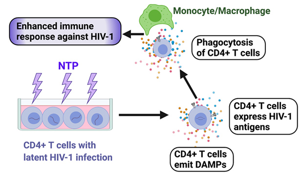 Non-thermal Plasma Modulates Cellular Markers Associated with Immunogenicity in a Model of Latent HIV-1 Infection.