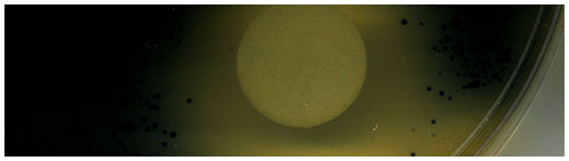 Bacterial colonies on an agar surface expressing a synthase that produces a deep blue dye; the filter disk (white circle) is spotted with a molecule from another bacterium and a zone of inhibition is observed