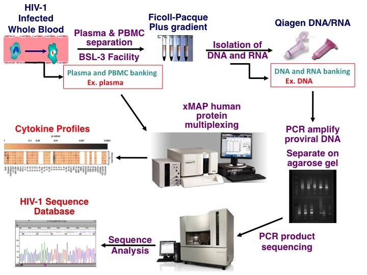 Flow chart of the research of Shendra Passic, MS