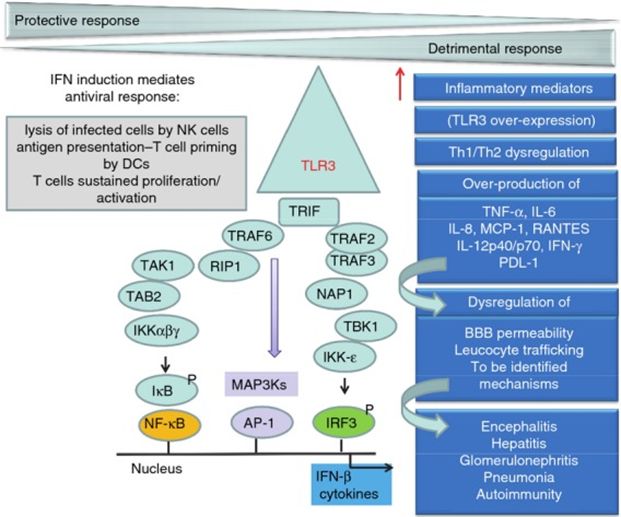 Toll-like  receptor 3 (TLR3) participates in both defense and offense in host immunity to  viruses