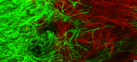 A neuroscience graduate student working in a laboratory at Drexel University College of Medicine.