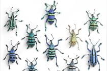 Pinned insects