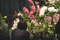 Orchids