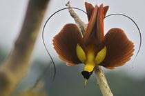 Bird-of-paradise