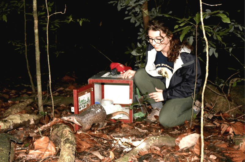 Ashleigh Jugan lets a pangolin go.