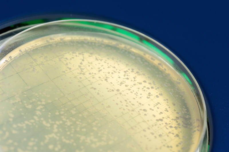 Petri dish with yeast colonies that survived DNA breakage by Rad52-guided inverse RNA strand exchange (Credit: Georgia Tech)