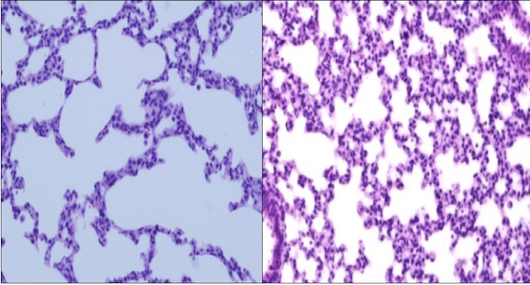 Hyperoxia mice 
