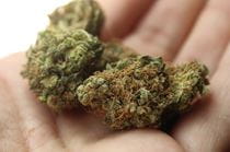 A person's hand holding marijuana