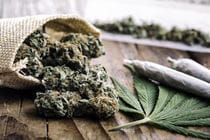 cannabis