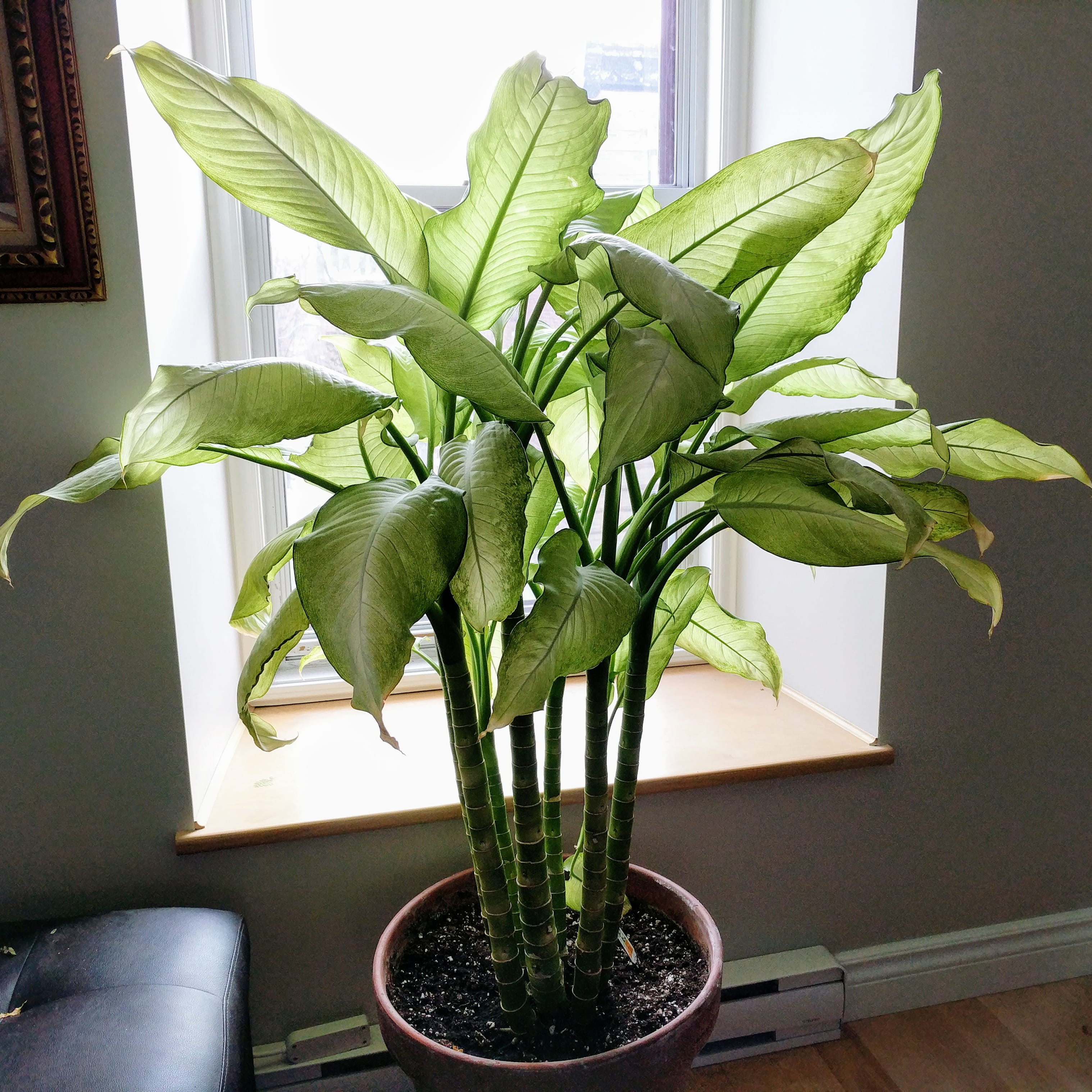 office plant
