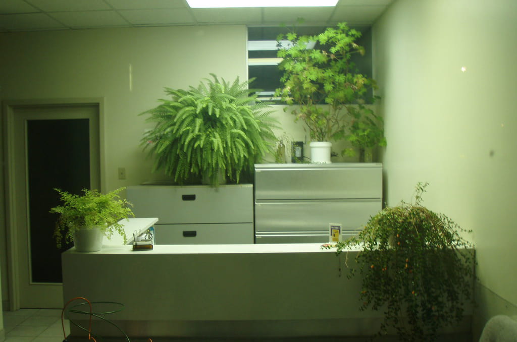 office plants