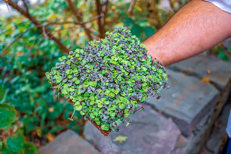 “The No. 1 way to reduce food waste is source reduction and full product utilization,” says Jonathan Deutsch, founder and director of Food Lab. The lab, based inside the College of Nursing and Health Professions, promotes sustainability, health and food access through the design of new food products and innovative culinary methods. 