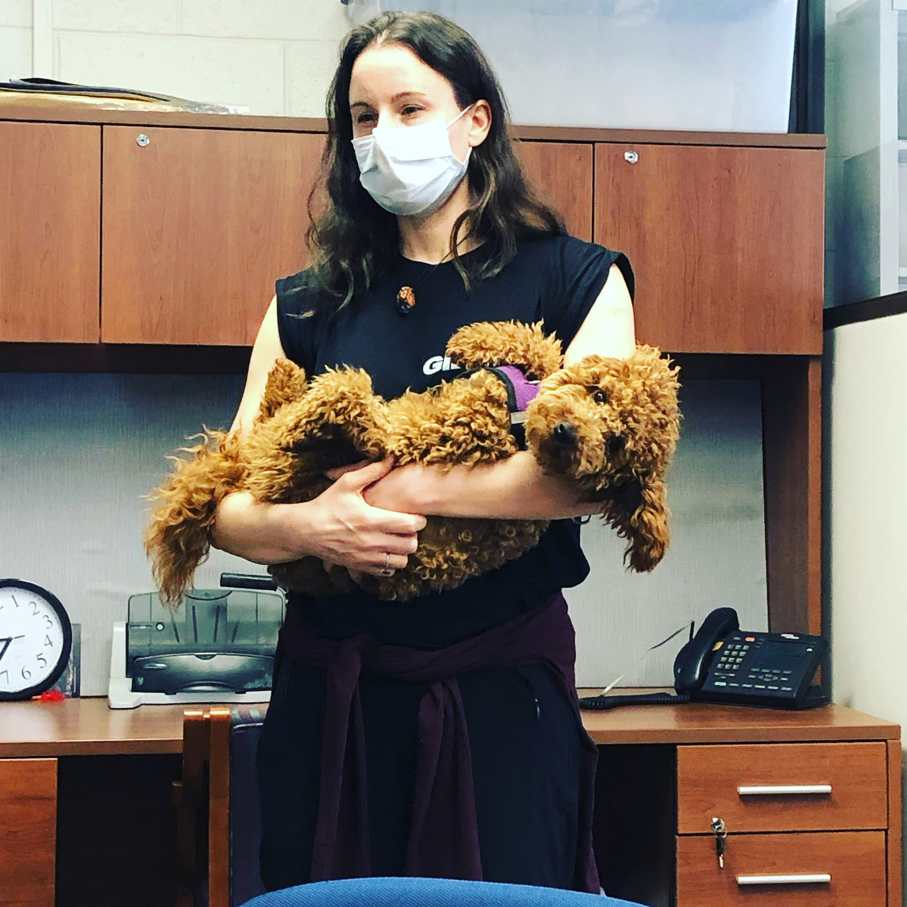 Handler Jennifer Morley holds Daffodil during a Performing Arts faculty meeting. Photo credit: Jennifer Morley.