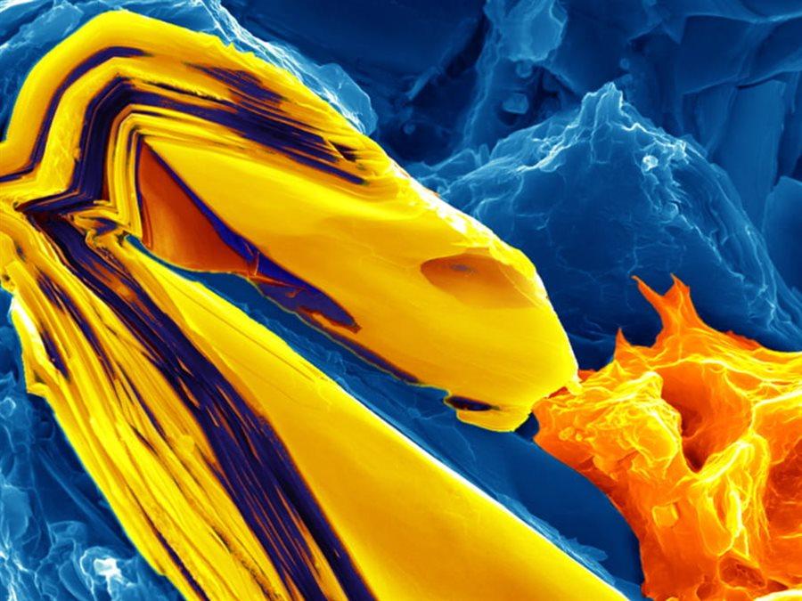 nano dragon