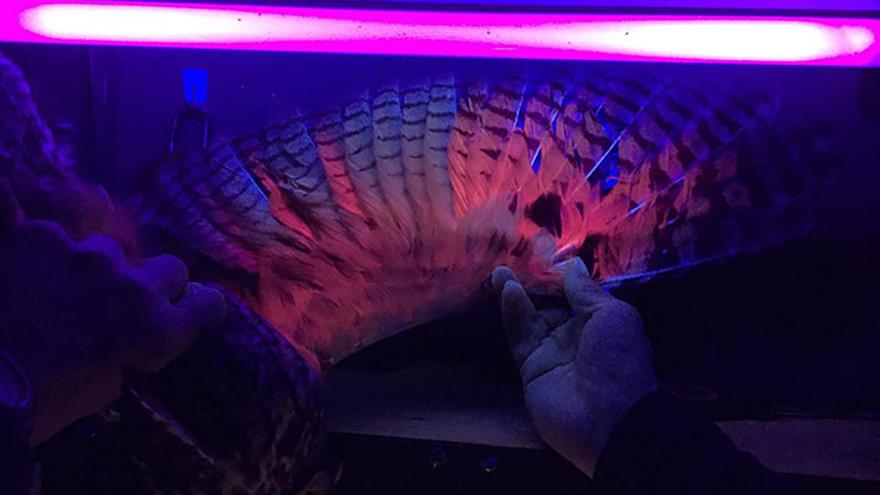 The wing of the Long-eared Owl appears bright pink under UV lighting