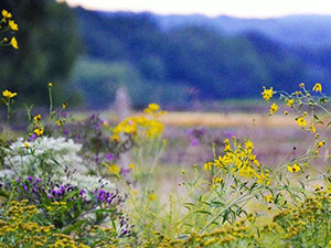Rushton Woods Preserve