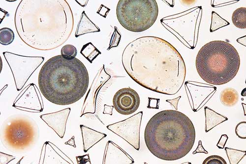The Diatom Herbarium at the Academy of Natural Sciences of Drexel University