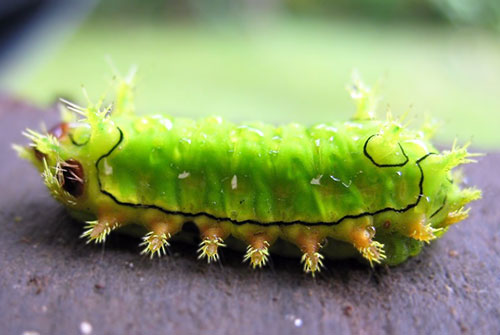Drexel grad students conduct field work in Monteverde, Costa Rica