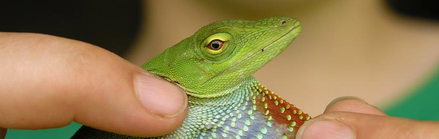 Drexel students explore biodiverse flora and fauna while conducting fieldwork in Monteverde, Costa Rica.