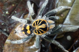 Drexel grad students in the EEES program do research on the taxonomic, functional, and ecological aspects of biodiversity.