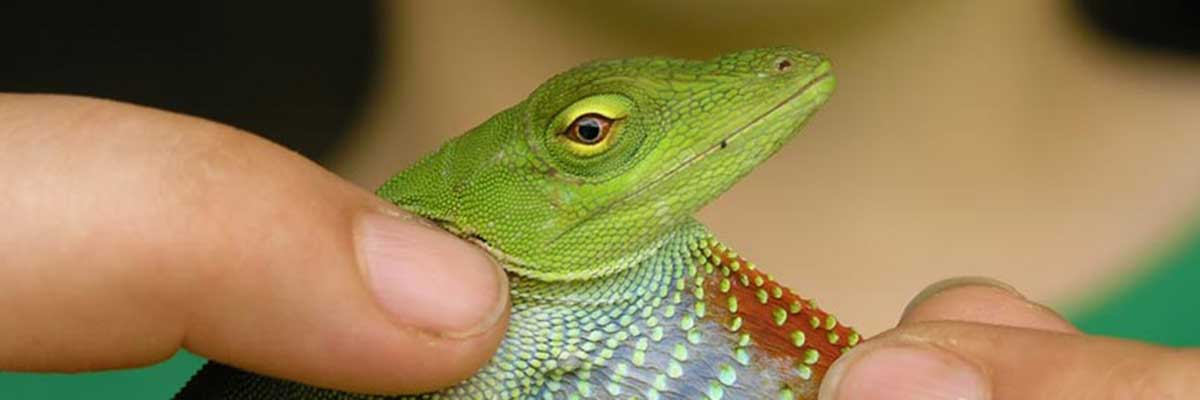 Climate change is altering animal brains and behavior − Drexel neuroscientist Sean O'Donnell explains how