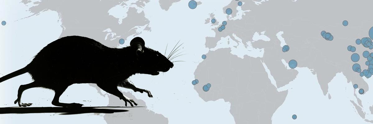 Drexel researchers Jason Munshi-South and Megan Phifer-Rixey explore recent advances in the evolutionary history of brown rats