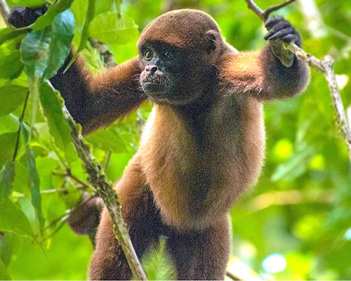 Tropical Field Studies along the Amazon River basin in Ecuador with the Drexel Department of Biodiversity, Earth and Environmental Sciences