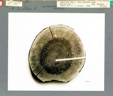 LeeAnn Haaf, a PhD candidate researching the effects of coastal flooding and climate change in the Delaware Estuary, reads tree rings as part of her research on loblolly pines.