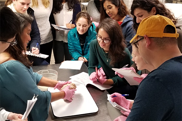 Drexel University Psychology Undergraduate Degrees