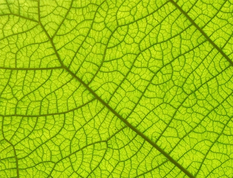 Upclose of leaf showing Voronoi vein pattern