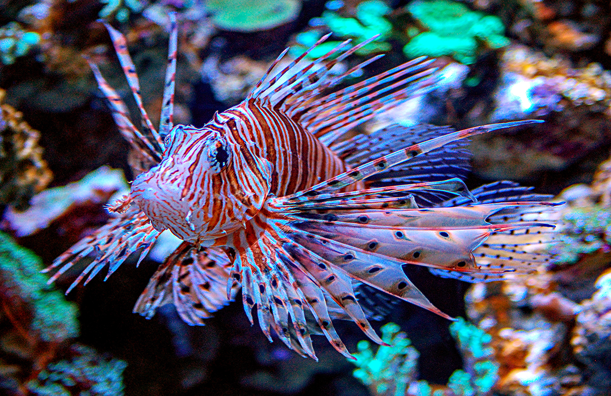 Engineering Students Target Invasive Lionfish with Underwater Robotic Harvester image