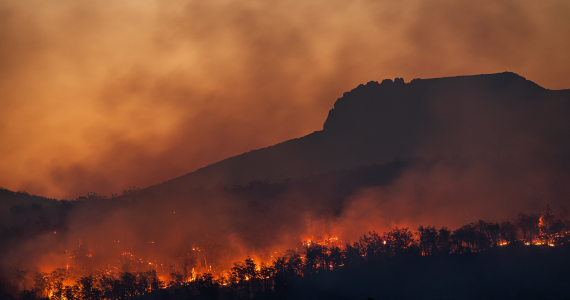 forest fire