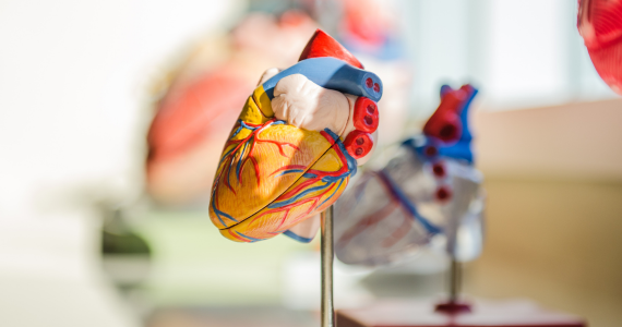 model of a heart