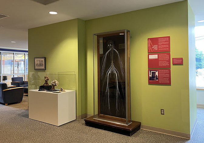 Anatomical preparations exhibit at Queen Lane campus of Drexel U College of Medicine