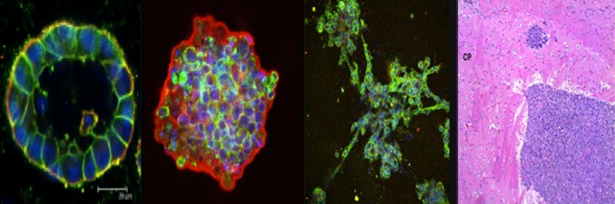 Research photos from the Reginato Lab at Drexel University College of Medicine