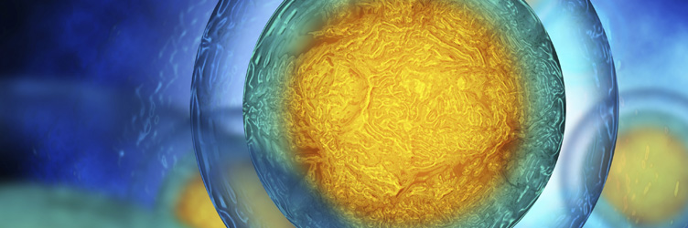 Enlarged view of human cells, translucent high color.