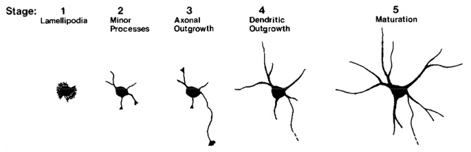 Advanced Cell Symposium on the Mechanisms of Neuronal Polarity
