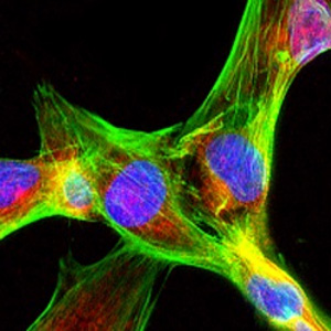 Cell image from the Alessandro Fatatis Research Laboratory.