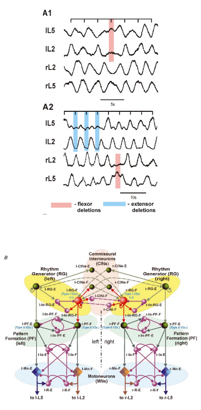 Laboratory for Theoretical and Computational Neuroscience - CRCNS: Organization of locomotor CPG in the rodent spinal cord