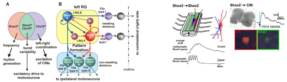 Laboratory for Theoretical and Computational Neuroscience - CRCNS: Rhythm generation in rodent spinal cord