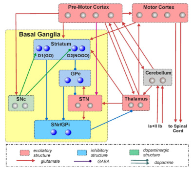 Laboratory for Theoretical and Computational Neuroscience - Computational modeling of the primate motor control system for subsequent simulation studies of Huntington's disease
