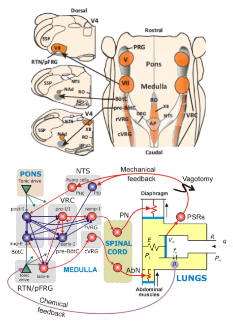 Laboratory for Theoretical and Computational Neuroscience - Multiscale model of neural control of breathing
