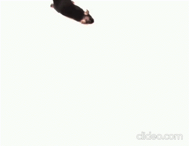 Neural control of locomotion in mice (source: Laboratory for Theoretical and Computational Neuroscience).