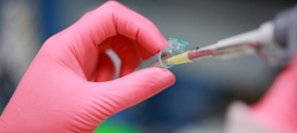 Pink gloved hands with dropper, medical science graduate student at Drexel University College of Medicine.