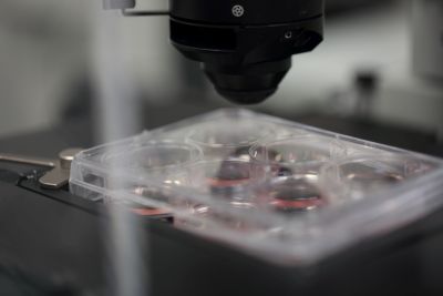 Close-up of a microscope and slides