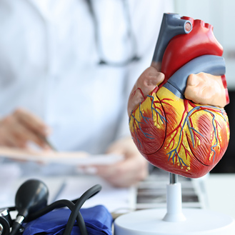 Artificial plastic model of human heart.