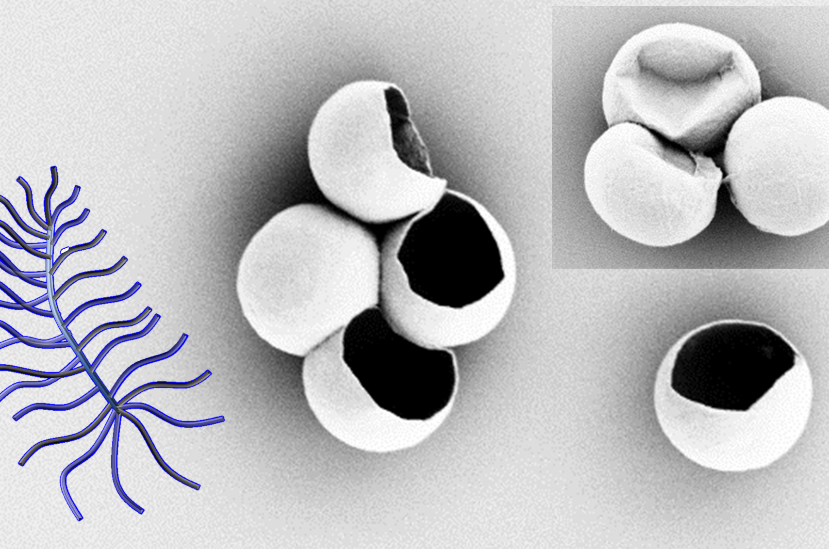 By adding more polymer "bristles" to bottle brush polymers (top), researchers in the Christopher Li’s Soft Materials Group have discovered a way to initiate and pause the self-assembly of crystals from solution. The crystals could one day be used to encapsulate medicine for targeted drug therapies.