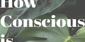 How Conscious is H&M?